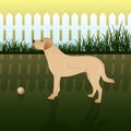 A dog with a ball walks in the yard